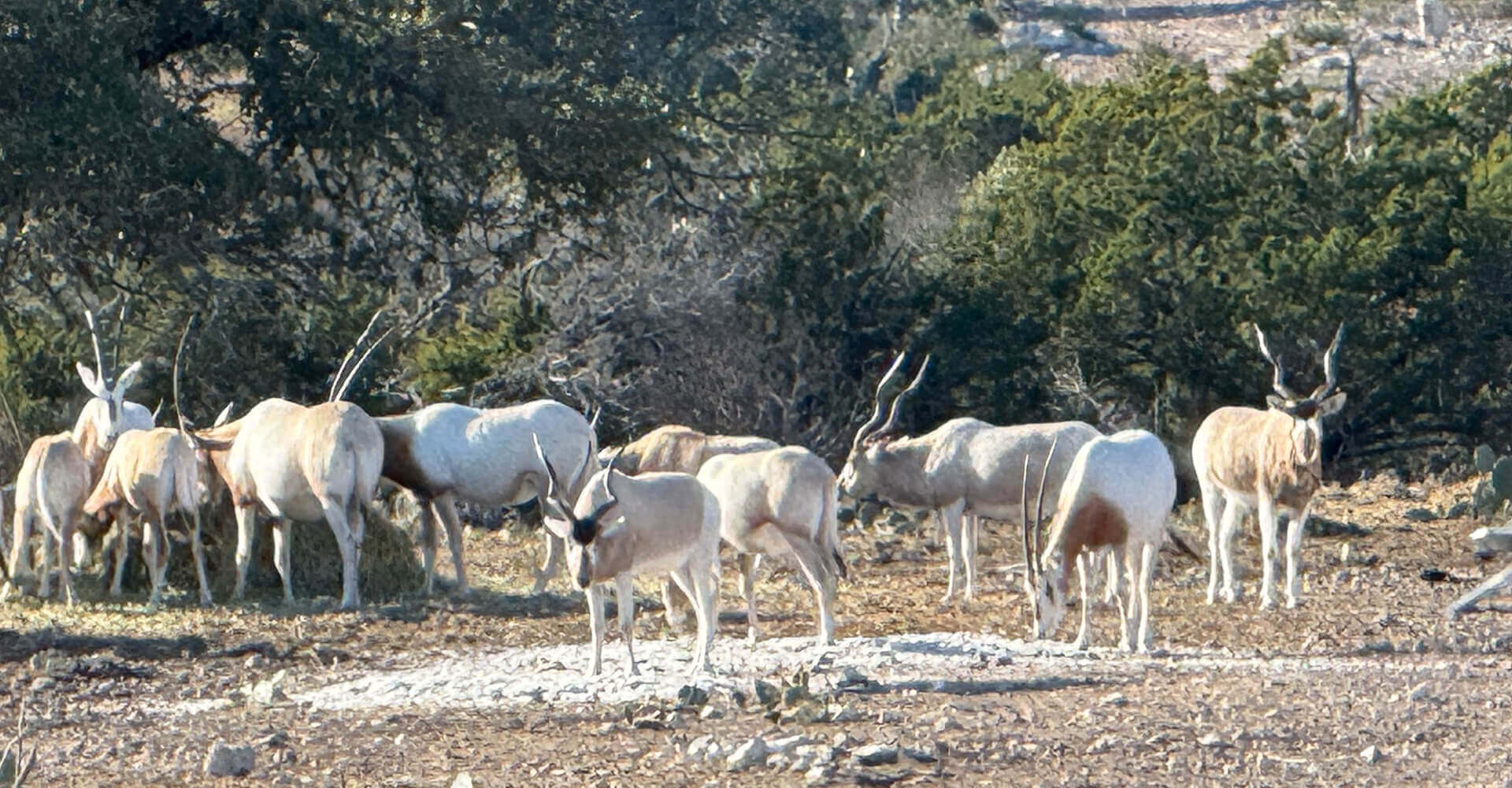 Exotic Sales Exotic Sales