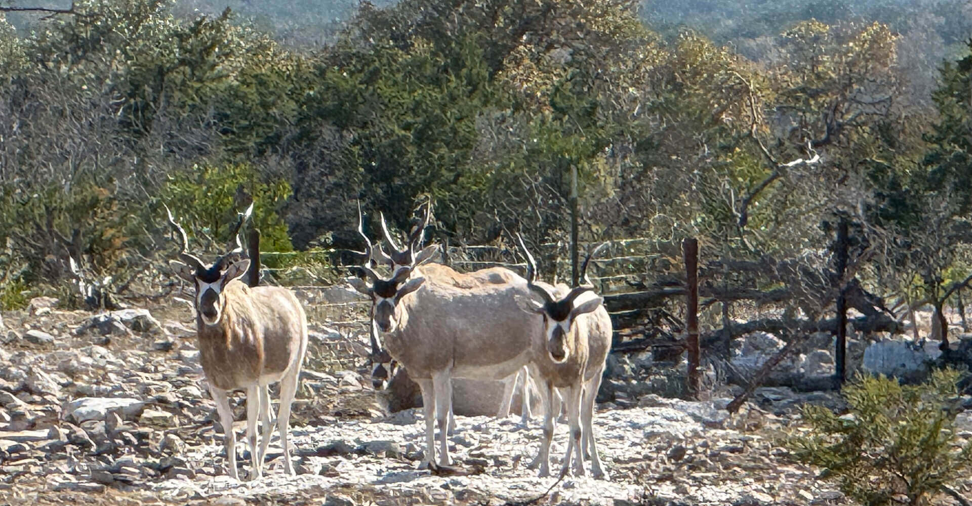 Hunts at SJK Ranch Hunts at SJK Ranch