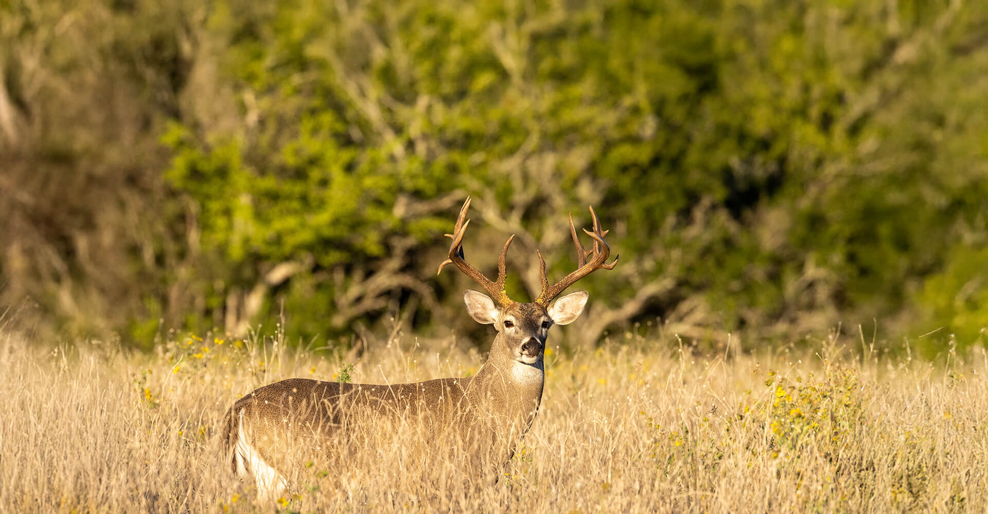 Whitetail Hunts at SJK Ranch Whitetail Hunts at SJK Ranch
