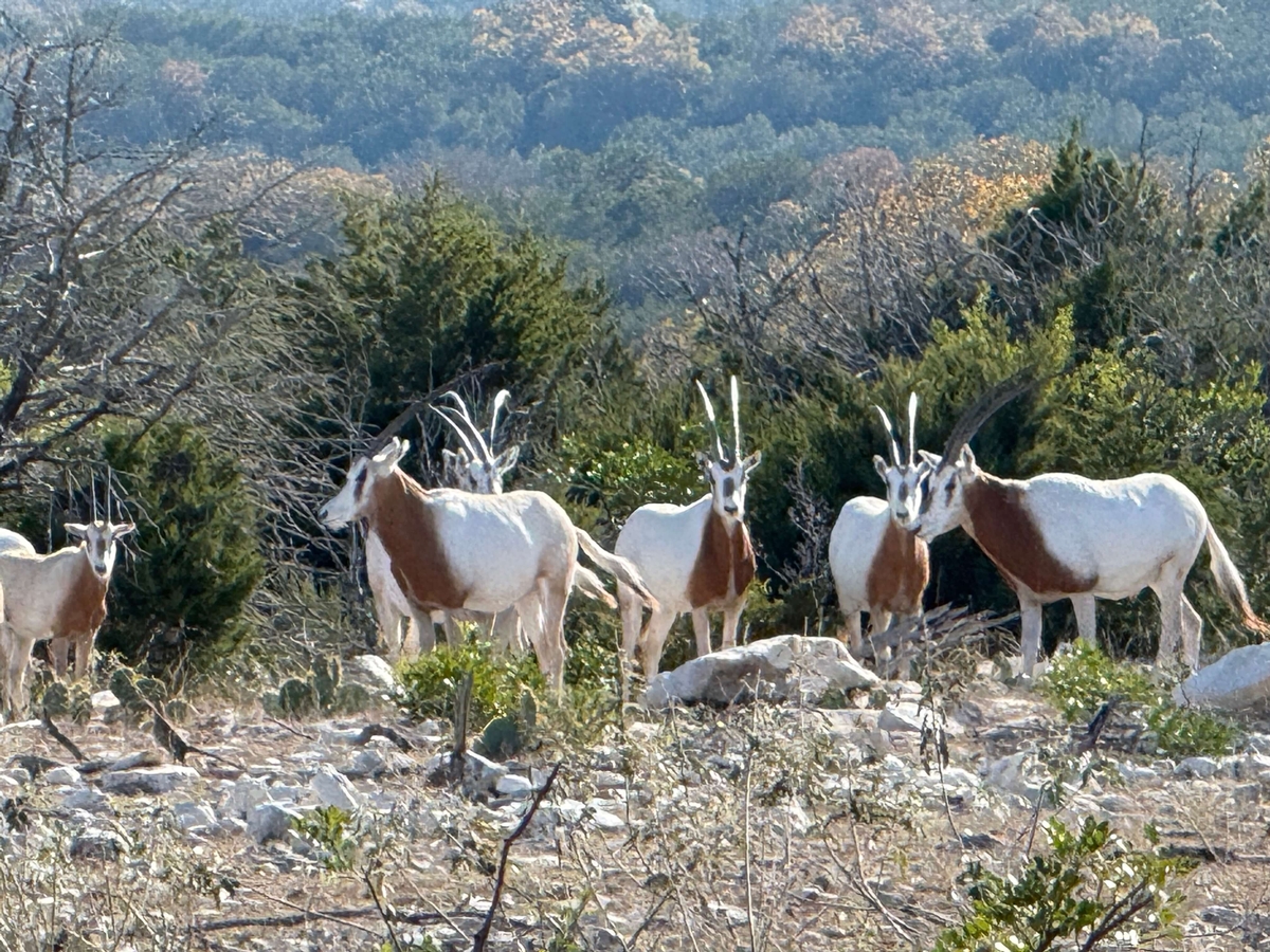 Scimitar-Horned Oryx