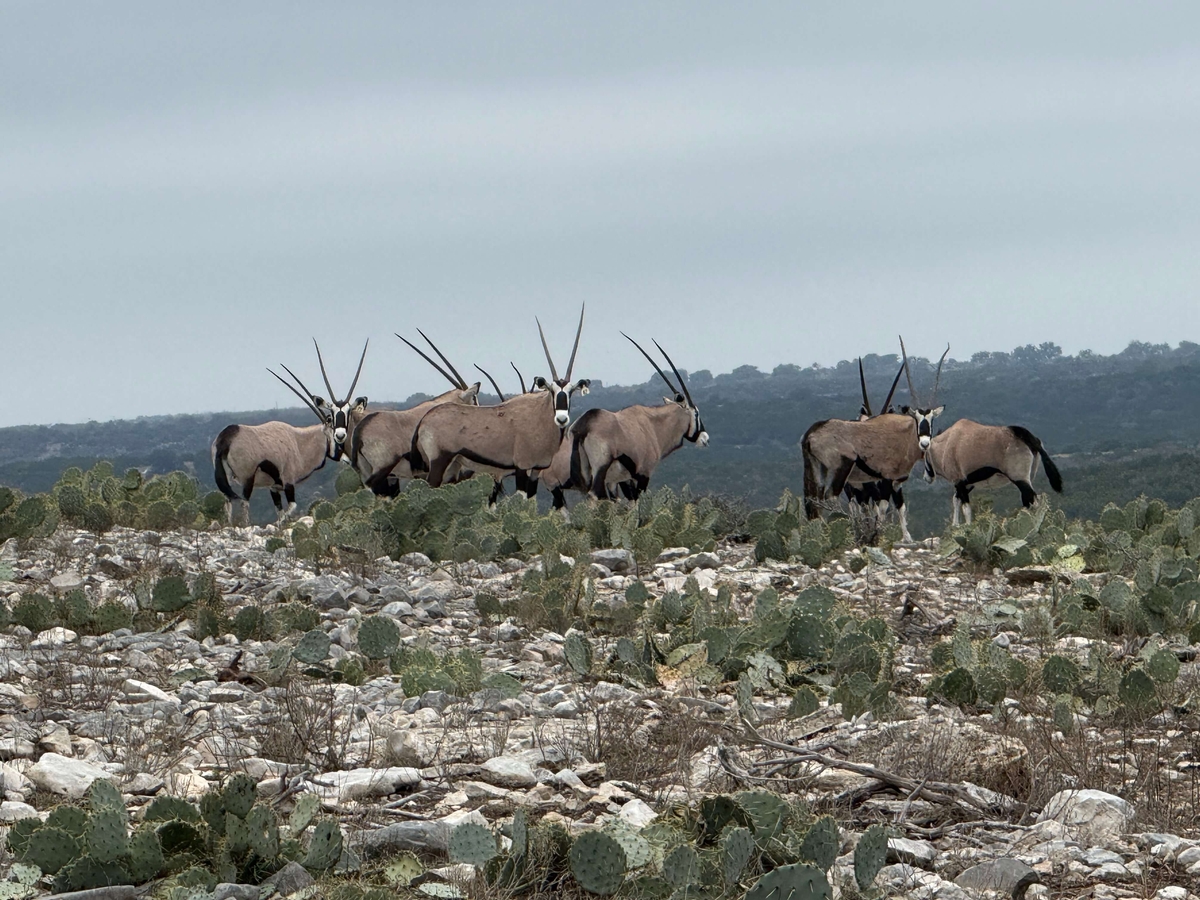 Gemsbok
