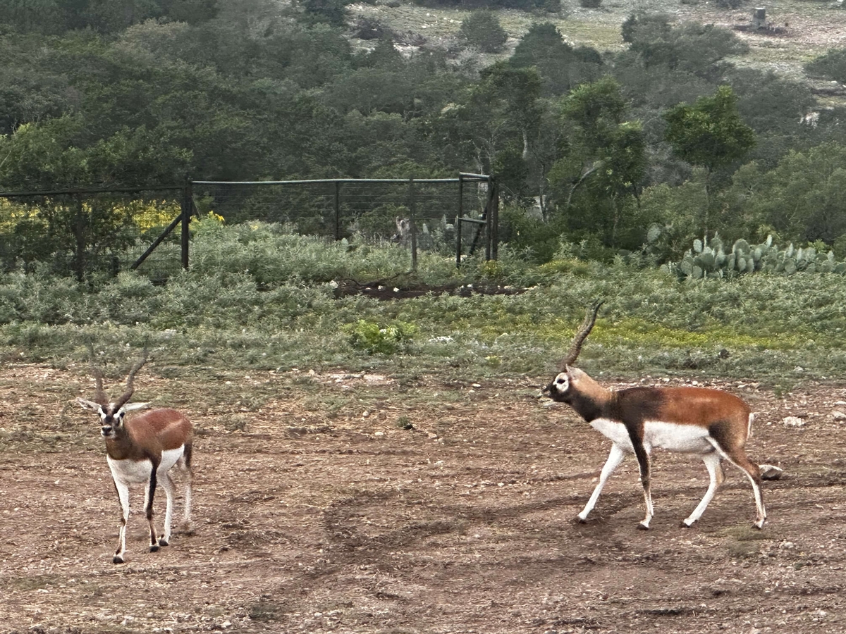 Blackbuck