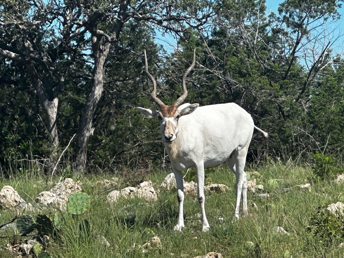 Addax