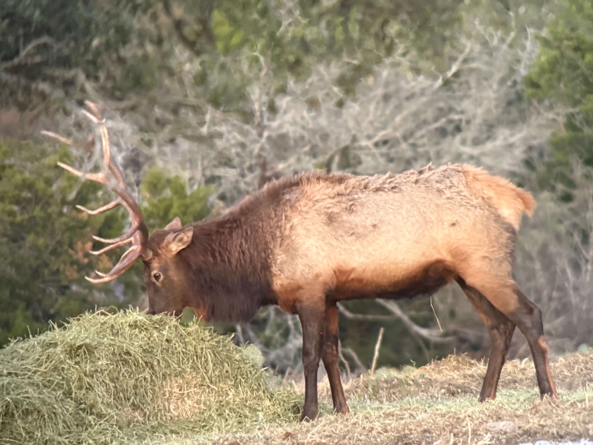 Elk