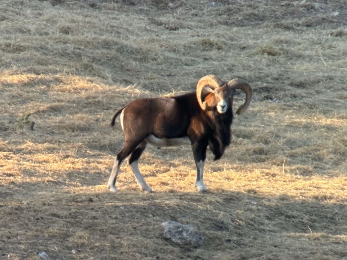Mouflon Sheep