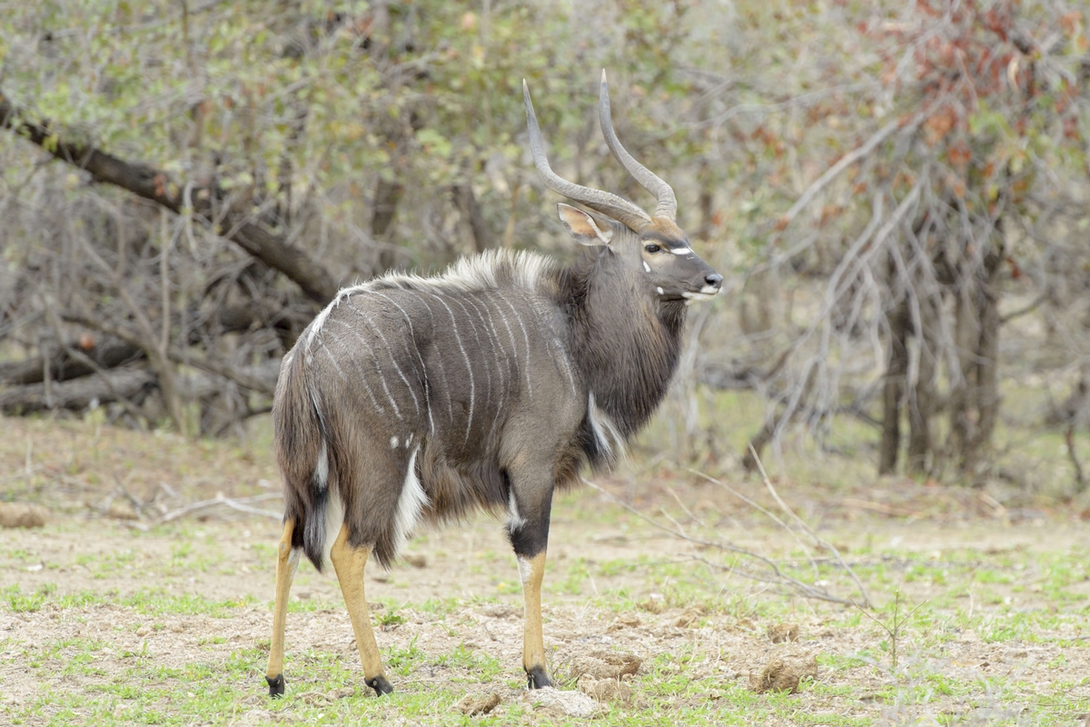 Nyala